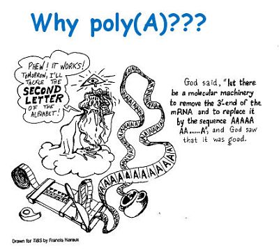 Cartoon with the title: "Why poly(A)???"