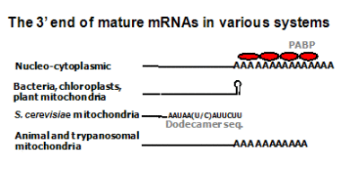 The 3' end of mature mRNAs in various systems