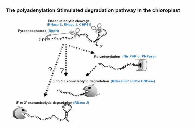 The polyadenylation Stimulated degradation pathway in chloroplast