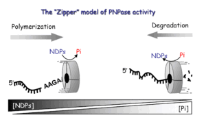The "Zipper" model of PNPase activity