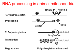RNA processing in animal mitocondria