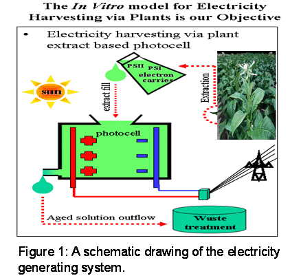 A schematic drawing of the electricity generating system