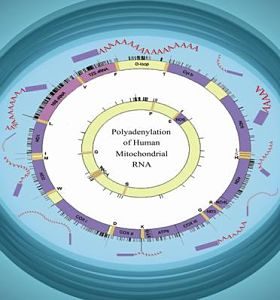 Polyadeylation of human mitochondrial RNA