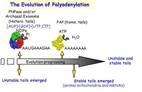 The Evolution of Polyadenylation